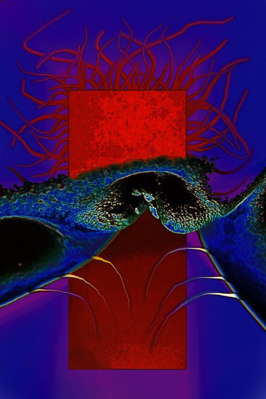 Loading Image